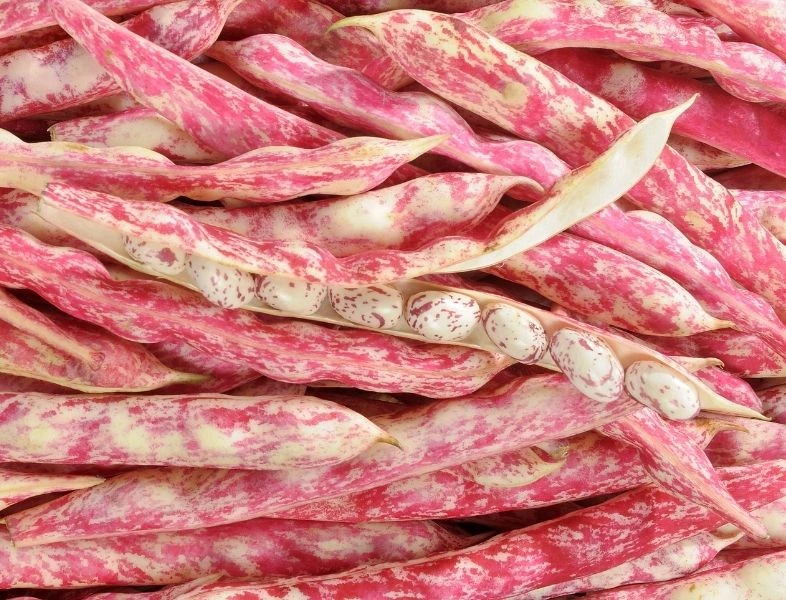 Haricot Rouge